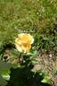 Mystery Girl rose photo