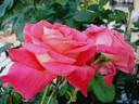 Constanze ® rose photo
