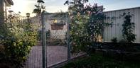 Climbing Comtesse de Labarthe rose photo