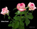 Johnny Becnel rose photo