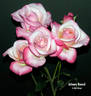 Johnny Becnel rose photo