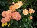 Lady Marmalade rose photo