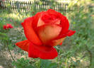 Las Vegas rose photo