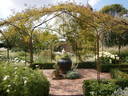 R. mulliganii rose photo
