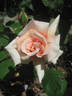 Mab Grimwade rose photo