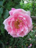 Doris Downes rose photo