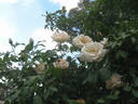 Tonner's Fancy rose photo