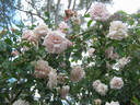 Tonner's Fancy rose photo