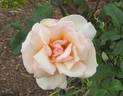 Baxter Beauty rose photo