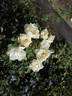 Marshall's Peace Garden Rose rose photo