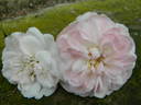 Big White Fairy rose photo