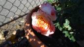 Arcanum rose photo