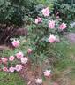 John C.M. Mensing rose photo