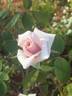 Ambiance rose photo