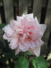 Lady Edgeworth David rose photo