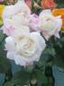 Crown Princess Mary ™ rose photo