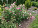 11F rose photo