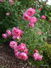 11F rose photo