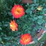 Bronze Baby rose photo