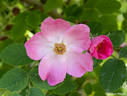 Fenja rose photo