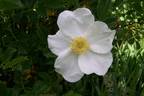 Morning Star rose photo