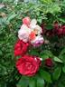 Herbstfeuer rose photo