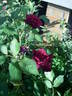 Burgundy Rambler rose photo