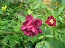Burgundy Rambler rose photo