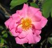 Sir Clough rose photo