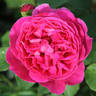 Schultheis Rose 'Old Spice' rose photo