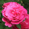 Schultheis Rose 'Old Spice' rose photo