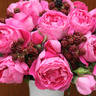 Schultheis Rose 'Old Spice' rose photo