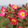 Bee Lovely rose photo