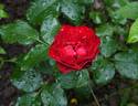 Graf Brühl rose photo