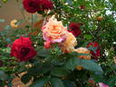 Prince's Trust rose photo