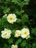 Old Yellow rose photo