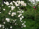 Johannisröschen rose photo