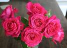 Raspberry Rapper rose photo