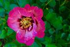 Eyeconic rose photo