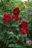 Dusky Maiden rose photo