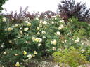 Yellow Romantica™ rose photo