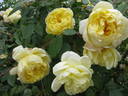 Yellow Romantica™ rose photo