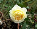 Delightful Phyllis rose photo