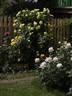 China Girl rose photo