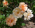 Mrs. Hugh Dettmann rose photo