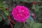 Purpurea di Bologna rose photo