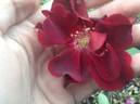 Ja15-04 rose photo