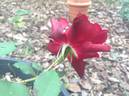 Ja15-04 rose photo