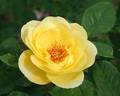 Chalice of Gold rose photo