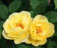 Chalice of Gold rose photo